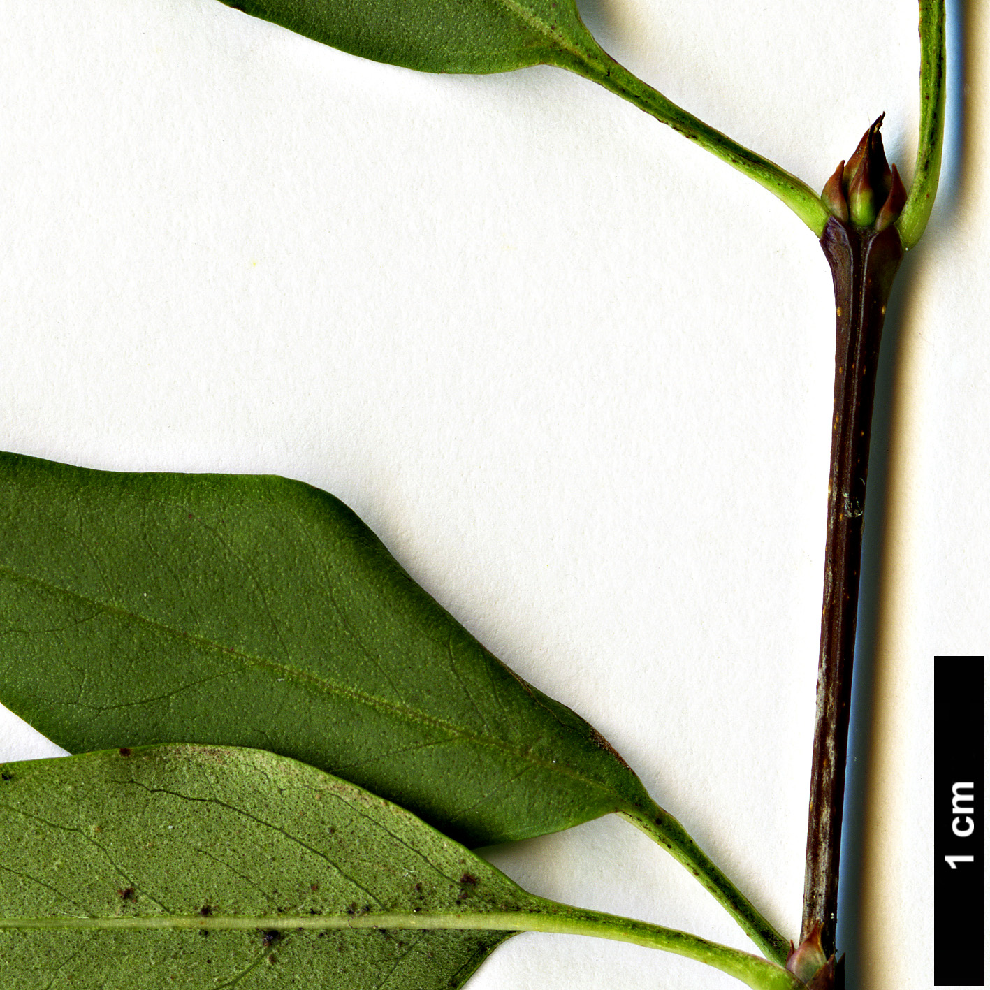 High resolution image: Family: Oleaceae - Genus: Syringa - Taxon: ×diversifolia (S.oblata × S.pinnatifolia)